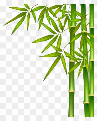 Bamboo Png- - Png Clipart Bamboo Tree Png Transparent Png