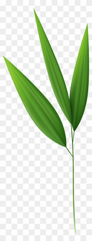 Bamboo Clipart Bamboo Leaf - Bamboo Leaves Transparent Background - Png Download