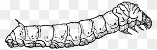 Caterpillar Clipart Silkworm - Outline Images Of Silkworm - Png Download