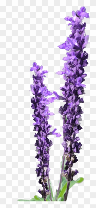 Lavender Flower Clip Art Free - Lavender Flower Png Free Transparent Png