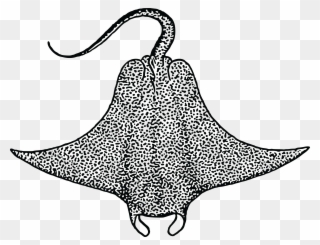 Free Clipart Of A Stingray - Devil Ray Clipart Black And White - Png Download