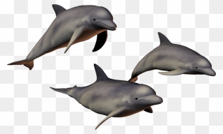 Dolphin Clip Art - Dolphins Png Transparent Png