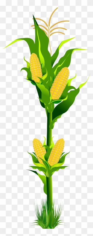 Corn Plant Png Clipart - Clip Art Of Corn Plant Transparent Png