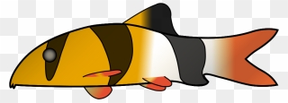 Clown Loach Png Images - Clown Loach Drawing Clipart