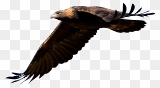Golden Eagle Clipart - Flying Golden Eagle Png Transparent Png