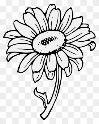 Free Download Sunflower Clipart Common Sunflower Clip - Sunflower Clipart Black And White - Png Download