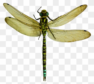 Dragonfly Png Image - Dragonfly Png Clipart
