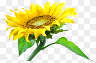 Sunflowers Clipart Transparent Background - Sun Flower Png