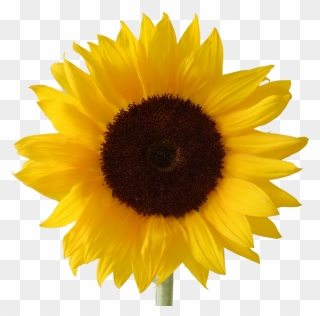 Sunflowers Clipart Pdf - Transparent Background Sunflower Transparent - Png Download