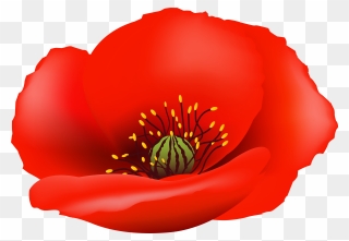 Poppy Flower Clipart Royalty Free - Transparent Background Poppy Flower Png