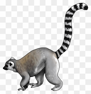  lemur Olami Png - Ring Tailed Lemur Art Clipart