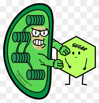 Cartoon Pictures Of Chloroplasts Clipart