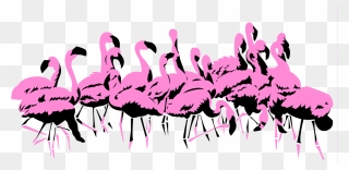 Flamingoes - Greater Flamingo Clipart