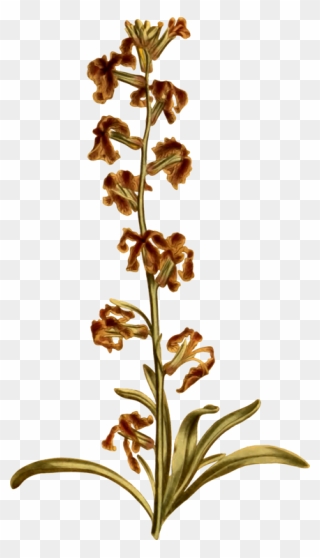 Botanical Vector Herb - Broomrape Clipart
