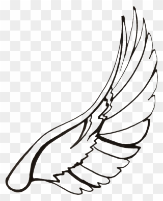 Wings Clipart Dove Wing - Bird Wings Drawing Transparent - Png Download