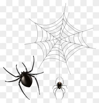 Cob Web Png - Transparent Background Spiders Png Clipart