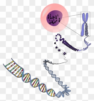 Many Chromosomes Do Humans Have Clipart