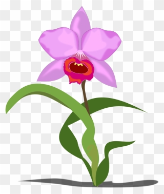 Free Orchid Cliparts, Download Free Clip Art, Free - Orchid Flower Clip Art - Png Download