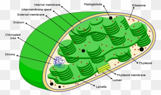 Chloroplasts Diagram - Dna In A Chloroplast Clipart