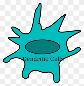 Dendritic Cells Png Clipart