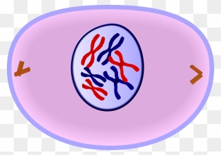 Edupic Cell Drawings - Cell In Prophase Clipart