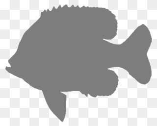 Silhouette Bluegill Clip Art Image - Gulf Flounder - Png Download