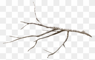 Twig Tree Branch Leaf Flower - Branch Png Clipart