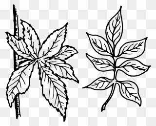 Black And White Clipart Tree Leaves - Png Download