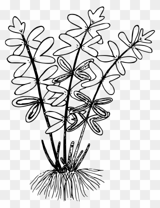 Collection Of Free Fern Drawing Flower Download On - Clip Art - Png Download