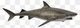 Tiger Shark Hammerhead Shark Great White Shark Shark - Collecta Tiger Shark Clipart