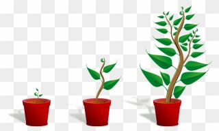 Green Plant In Its Pot In Three Different Phases Of - Getting To Know Plants Clipart