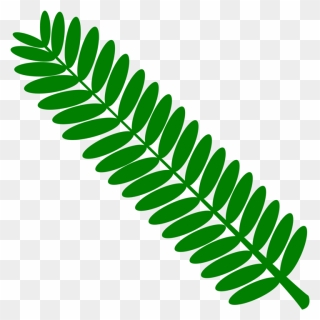 Plant,leaf,tree - Vascular Plant Clip Art - Png Download