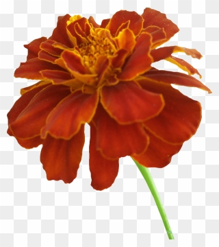 Mexican Marigold Clip Art - Orange Marigold Flower Png Transparent Png