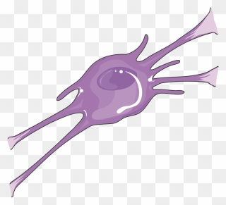 Oligodendrocyte - Oligodendrocyte With Transparent Background Clipart