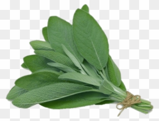 Plant Clipart Herb - Herb Sage - Png Download