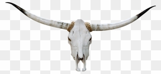 Skulls Longhorn Transparent Png Clipart Free Download - Transparent Cow Skull Png