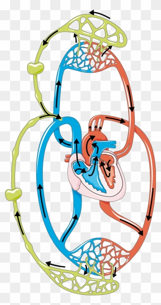 Lymphatic System Clipart Png Transparent Png