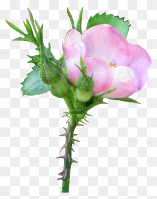 Transparent Rose Bud Png - Growing Flower Transparent Background Clipart