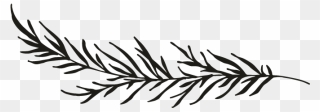 Pine Branch Silhouette Png Clipart
