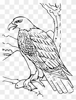Eagle Coloring Pages Clipart