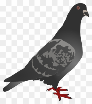 Black Pigeon Clip Art At Clker - Free Pigeon Clip Art - Png Download