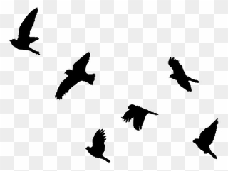 Bird Flight Clip Art Pigeons And Doves Image - Png Download