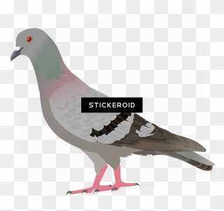 Clip Art , Png Download - Transparent Pigeon Clipart