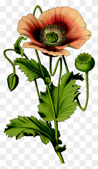 Poppy Clipart 4 Flower - Opium Poppy Png Transparent Png