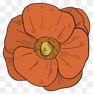 Poppy Clipart - Winter Squash - Png Download