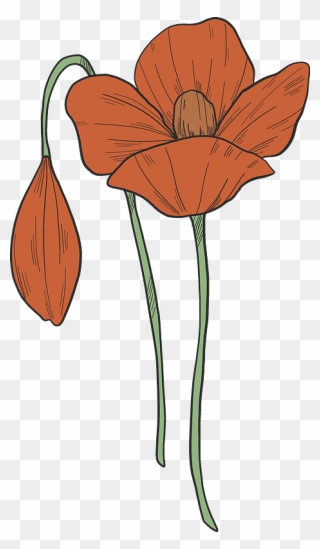 Poppy Flowers Clipart - Lily - Png Download