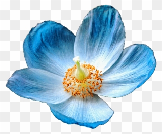 Poppy Clipart Row Poppy, Picture - Himalayan Blue Poppy Drawing - Png Download