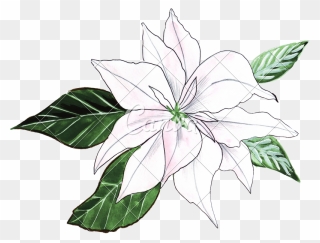 Lillies Drawing Cool Frames Illustrations Hd Images - Hand Drawing Of Watercolor Lily Clipart