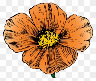 Free To Use & Public Domain Flowers Clip Art - California Poppy - Png Download