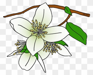 Free United States Clip Art By Phillip Martin, State - Draw A Syringa Flower - Png Download